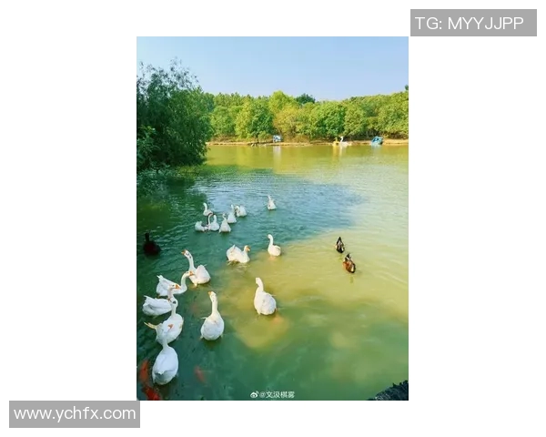 鹅在宁静的湖边安然入睡的美好时光 鹅在宁静的湖边安然入睡的美好时光